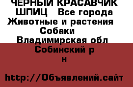 ЧЕРНЫЙ КРАСАВЧИК ШПИЦ - Все города Животные и растения » Собаки   . Владимирская обл.,Собинский р-н